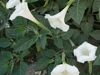 Дурман безвредный () Дурман безвредный ()