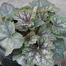 Герань (пеларгония садовая) (Pelargonium x hortorum)