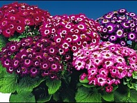 Цинерария гибридная (Moll Strain)