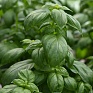 Базилик благородный (Ocimum basilicum)