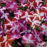 Бальзамин Уоллера (Impatiens walleriana) Бальзамин Уоллера (Impatiens walleriana)