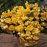 Бегония клубневая махровая ампельная (Begonia tuberhybrida) Бегония клубневая махровая ампельная (Begonia tuberhybrida)