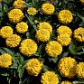 Цинния изящная (Zinnia elegans)