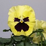 Виола Виттрока (Viola wittrockiana)