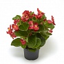 Бегония гибридная (зеленая листва) (Begonia hybrida) Бегония гибридная (зеленая листва) (Begonia hybrida)
