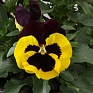 Виола Виттрока (Viola wittrockiana)