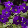 Аубриета гибридная (Aubrieta hybrida)