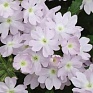 Вербена гибридная (Verbena hybrida) Вербена гибридная (Verbena hybrida)