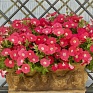 Петуния ампельная гибридная (Petunia x hybrida) Петуния ампельная гибридная (Petunia x hybrida)
