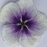 Виола Виттрока (Viola wittrockiana)