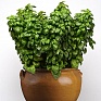 Базилик благородный (Ocimum basilicum)