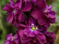 Левкой седой (Column)