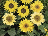 Подсолнечник летний (Pacino)