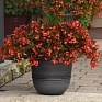 Бегония гибридная ампельная (зеленая листва) (Begonia hybrida) Бегония гибридная ампельная (зеленая листва) (Begonia hybrida)