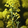 Алиссум горный (Alyssum montanum)