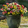 Цинния мариландская (Zinnia marylandica) Цинния мариландская (Zinnia marylandica)