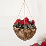 Бегония клубневая махровая (Begonia tuberhybrida)