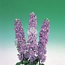 Дельфиниум высокий (Delphinium elatum)