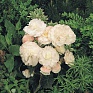 Бегония клубневая махровая (Begonia tuberhybrida)