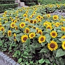 Подсолнечник летний (Helianthus annuus)