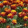 Бархатцы отклоненные (Tagetes patula)