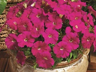 Петуния мелкоцветковая (Picobella F1)