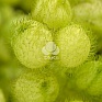 Ваточник (Гомфокарпус) пузыреплодный (Gomphocarpus physocarpus)