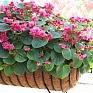 Бегония вечноцветущая махровая (зеленая листва) (Begonia semperflorens)