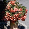 Бегония клубневая махровая ампельная (Begonia tuberhybrida) Бегония клубневая махровая ампельная (Begonia tuberhybrida)