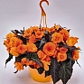 Бегония клубневая махровая (Begonia tuberhybrida)
