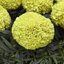 Бархатцы прямостоячие (Tagetes erecta)