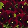 Виола виттрока (Viola wittrockiana) Виола виттрока (Viola wittrockiana)