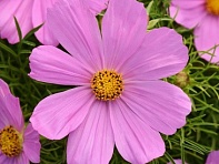 Космея дваждыперистая (Sonata)