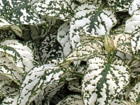 Гипоэстес листоколосниковый (Splash Select)