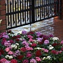Пентас ланцетовидный (Pentas lanceolata)