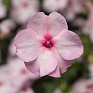 Бальзамин Уоллера (Impatiens walleriana)