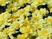 Бархатцы отклоненные (Alumia)