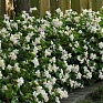 Бегония гибридная (зеленая листва) (Begonia hybrida)