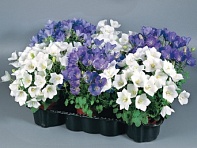 Колокольчик карпатский (Clips) Колокольчик карпатский (Clips)