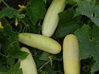 Огурец посевной (Martini) Огурец посевной (Martini)