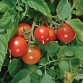 Томат (Lycopersicon esculentum) Томат (Lycopersicon esculentum)