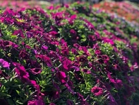 Петуния ампельная гибридная (FlashForward F1)