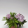 Гвоздика турецкая (Dianthus barbatus)