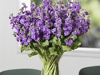 Левкой седой (Tosca)