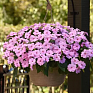 Бальзамин гибридный межвидовой (Impatiens walleriana) Бальзамин гибридный межвидовой (Impatiens walleriana)