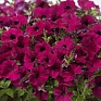 Петуния ампельная гибридная (Petunia x hybrida)