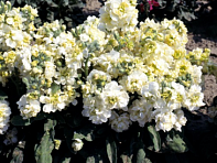 Левкой седой (Cinderella)