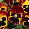 Виола Виттрока (Viola wittrockiana)