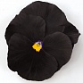Виола виттрока (Viola wittrockiana)