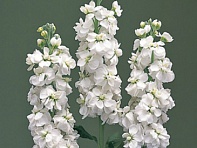 Левкой седой (Canneto)